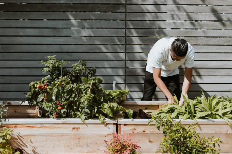 A person tending leafy vegetables and tomato plants in raised garden beds.